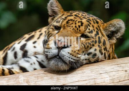 Close up headshot of a captive leopard (Pantherus pardus) resting on a branch during the daylight Stock Photo