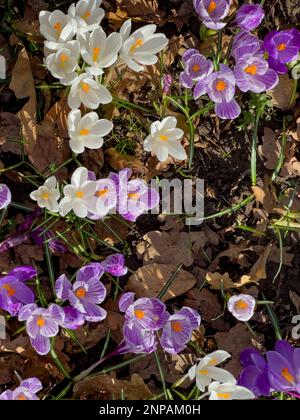 Spring Crocus, Malone House, Barnett's Park, Belfast Northern Ireland Stock Photo