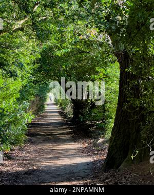 Yew Tree Walk, Malone House, Barnett's Park, Belfast, Northern Ireland Stock Photo