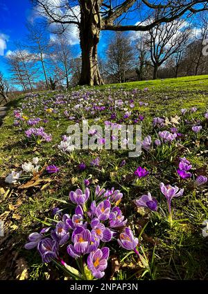 Spring Crocus, Malone House, Barnett's Park, Belfast Northern Ireland Stock Photo