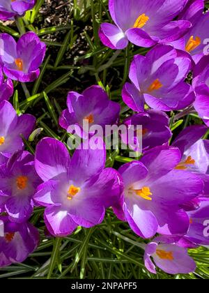 Spring Crocus, Malone House, Barnett's Park, Belfast Northern Ireland Stock Photo