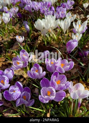 Spring Crocus, Malone House, Barnett's Park, Belfast Northern Ireland Stock Photo