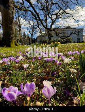 Spring Crocus, Malone House, Barnett's Park, Belfast Northern Ireland Stock Photo