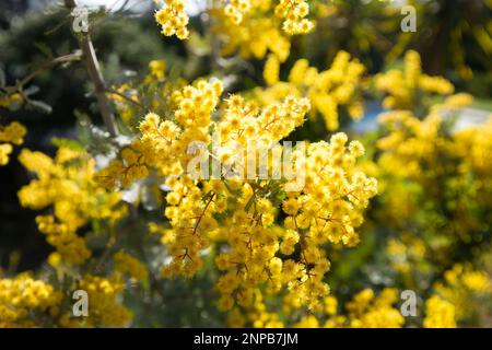 Acacia (Mimosa) baileyana Purpurea blooming in a sun ray. Stock Photo