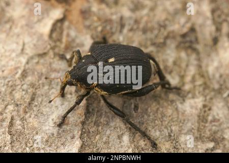 Detailed closeup on the small brown Iris Weevil beetle, Mononychus punctumalbum, sitting on wood Stock Photo