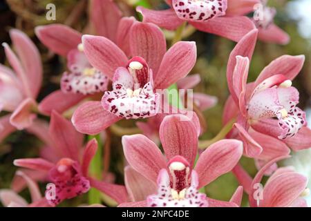 Pink Cymbidium orchids in flower. Stock Photo