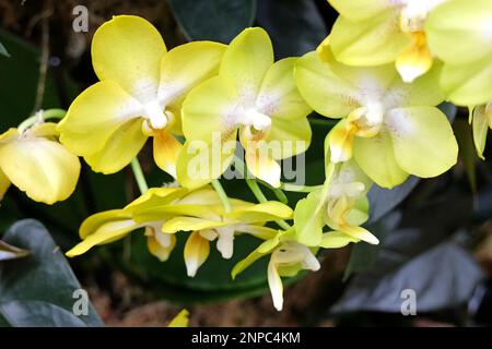 Yellow phalaenopsis moth orchids in flower. Stock Photo