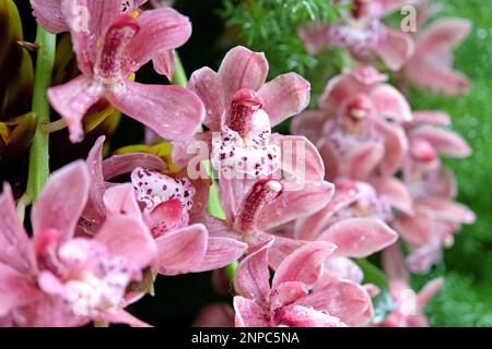 Pink Cymbidium orchids in flower. Stock Photo