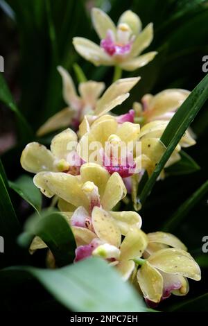 Creamy yellow Cymbidium orchids in flower. Stock Photo