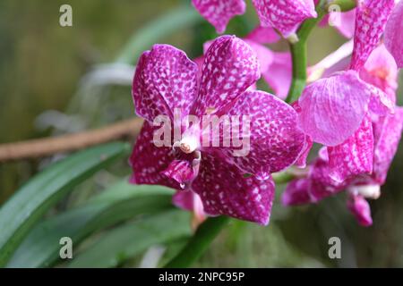 Pink mottled vanda orchids in flower. Stock Photo