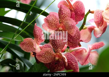 Pink mottled vanda orchids in flower. Stock Photo