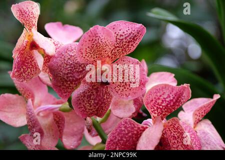 Pink mottled vanda orchids in flower. Stock Photo