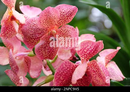 Pink mottled vanda orchids in flower. Stock Photo
