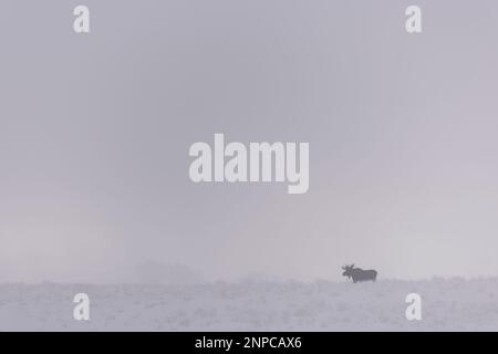 Moose on a frosty morning crossing the mist covered plains. Stock Photo