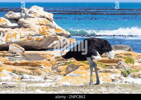 Male Common Ostrich (Struthio camelus) walking on beach at Cape Point, South Africa Stock Photo