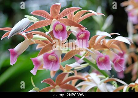 Brown and pink Phaius orchids in flower. Stock Photo