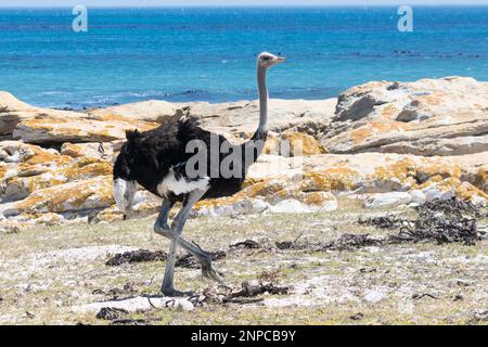 Male Common Ostrich (Struthio camelus) walking on beach at Cape Point, South Africa Stock Photo