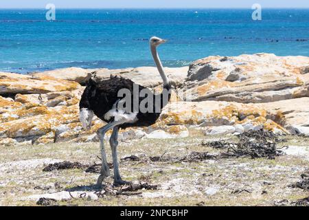 Male Common Ostrich (Struthio camelus) walking on beach at Cape Point, South Africa Stock Photo