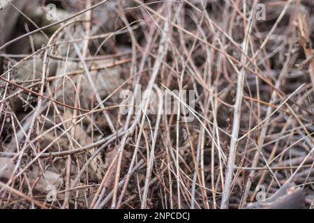 Firewood close up. Tree branches. Wooden sticks background. Bonfire concept. Bundle of sticks. Campfite concept. Twigs close up. Nature in details. Stock Photo