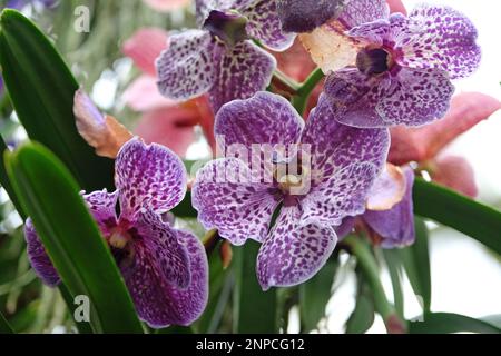 Purple mottled vanda orchids in flower. Stock Photo