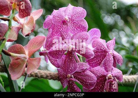 Pink mottled vanda orchids in flower. Stock Photo