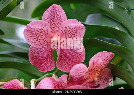Pink mottled vanda orchids in flower. Stock Photo