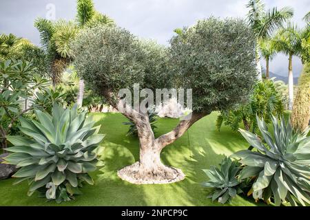 Trimmed olive tree hi-res stock photography and images - Alamy