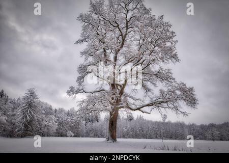 DE - BAVARIA: Wintertime at the Old Oak near the Moralt Alm, Bad Toelz, Oberbayern  (HDR-Photography by Edmund Nagele FRPS) Stock Photo