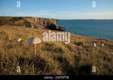 Wild Parasol mushroom growing near the sea in St Bride's Bay.
