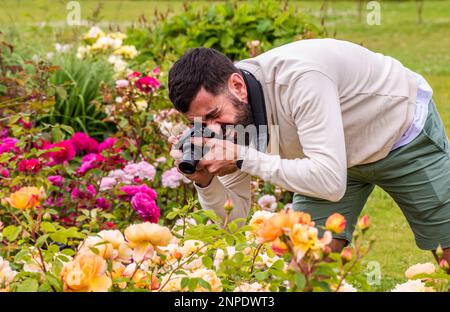 A visitor of the Summer Flower Show at Harlow Carr Gardens looks very concentrated as he takes a photograph of a rose. Stock Photo