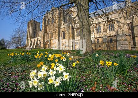 Spring flowers in bloom in the grounds of Ripon cathedral. Stock Photo