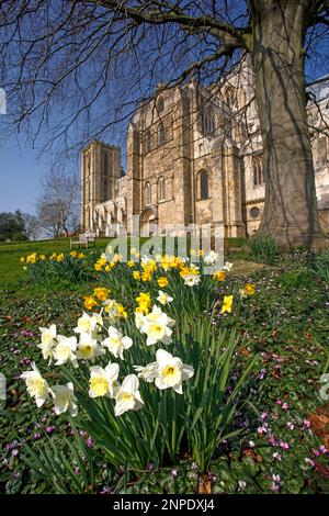 Spring flowers in bloom in the grounds of Ripon cathedral. Stock Photo