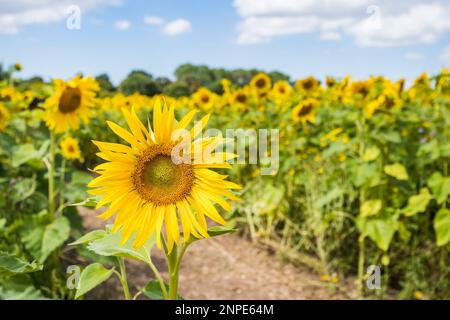 A field of beautiful sunflowers pictured under a blue sky in summer ...