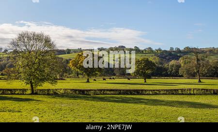 Cattle graze in the distance in fields near to Dovedale seen in low autumn sunlight. Stock Photo
