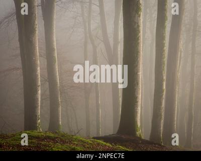Beech trees in the fog on a misty morning in winter. Stock Photo
