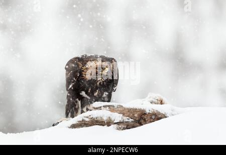 Golden Eagle (Aquila chrysaetos) in the falling snow in winter, Norway. Stock Photo