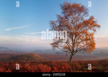 Early morning light on a lone silver birch tree in New Forest heathland. Stock Photo