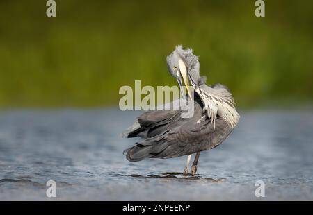 Close-up of a grey heron (Ardea cinerea) preening in water, UK. Stock Photo