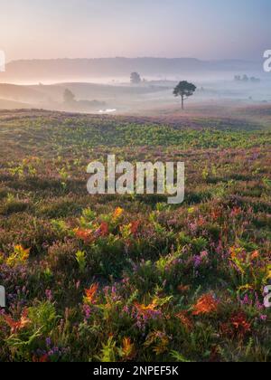 Heather and Bracken on a misty morning in the New Forest. Stock Photo