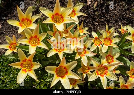 Close up of red and yellow tulips Corona flowering in spring. Stock Photo
