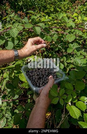 Close up of man picking wild blackberries or brambles growing in a hedgerow in autumn. Stock Photo