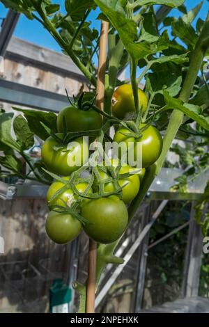 Close up of truss of tomatoes Gardeners Delight growing in a domestic greenhouse in summer. Stock Photo