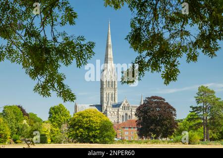 Salisbury Cathedral seen across Harnham Water Meadows on a summer afternoon. Stock Photo