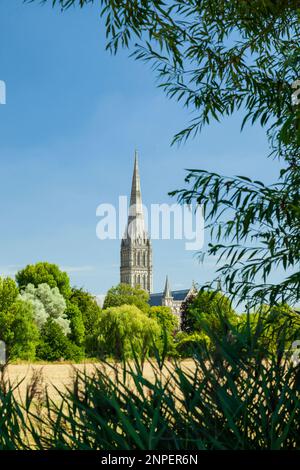 Salisbury Cathedral seen across Harnham Water Meadows on a summer afternoon. Stock Photo