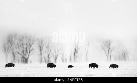 Bison walking across snow covered plains on a misty morning. Stock Photo