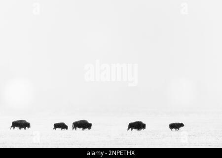 Bison walking across snow covered plains on a misty morning. Stock Photo