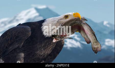 The bald eagle (lat. Haliaéetus leucocéphalus) is a bird of prey from the hawk family that has caught a fish and holds it in its beak. Stock Photo