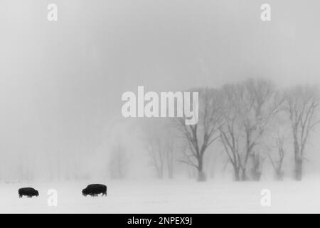 Bison walking across snow covered plains on a misty morning. Stock Photo