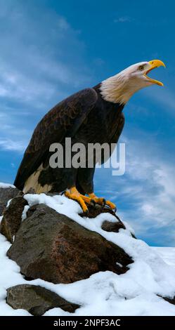 The bald eagle (lat. Haliaéetus leucocéphalus) is a bird of prey from the hawk family. Stock Photo