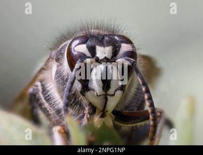 Extreme closeup front view of Bald-faced Hornet showing details of head Stock Photo